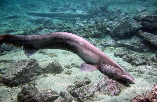 Chlamydoselachus anguineus